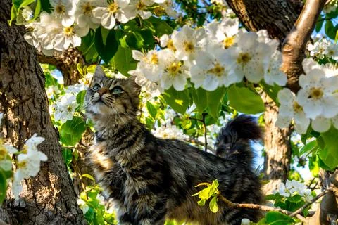 Cat in flowers Stock Photos