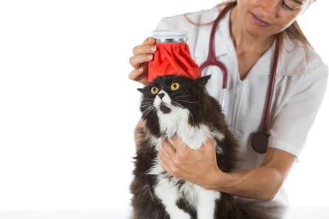 Cat flu Stock Photos