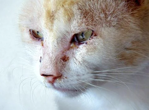 Cat Flu Stock Photos