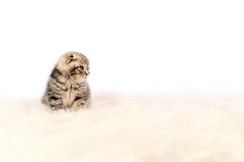 Cat in fluffy cattail. Stock Photos