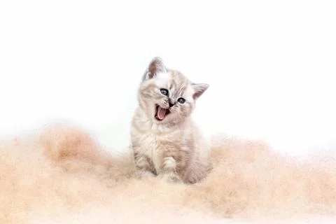 Cat in fluffy cattail. Stock Photos