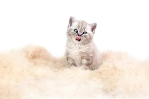 Cat in fluffy cattail. Stock Photos