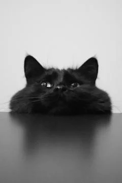 Cat Fluffy Face 库存照片