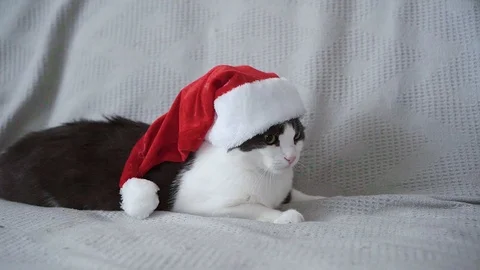 Cat, fluffy with gray and white fur and green eyes in the hat of Santa Stock Footage 100155658
