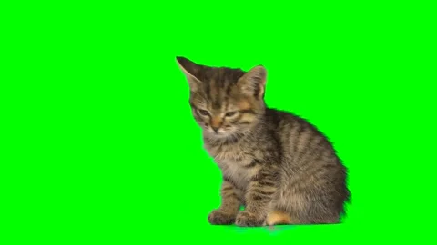 Cat fluffy green background screen kitty Vidéo 228599421