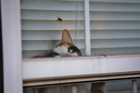 Cat with fly in window Stock Photos