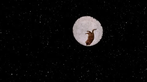 Cat flying in space on the carpet.(loop ready video) Stock Footage 85523904