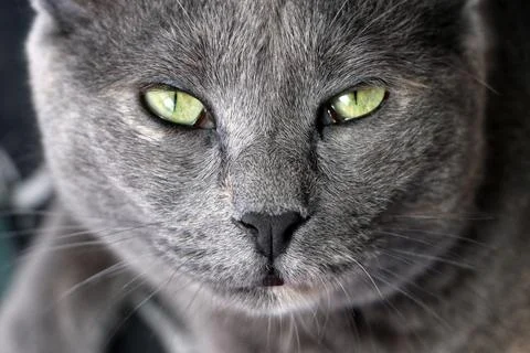 Cat Focused Waiting Stock Photos