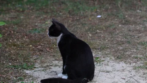 Cat Focusing To The Camera Stock Footage 199598517