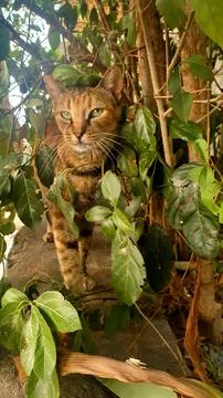 Cat in Foliage Stock Photos