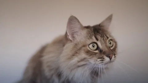 Cat follower, pet has focused on an object. 4K Stock Footage 75265883