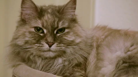 Cat Follows Owner  Stock Footage 1099076