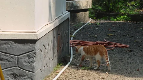 Cat follows a rat moving close to a house wall outdoors Video stock 314929532