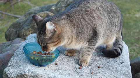 Cat food Stock Footage 34901381