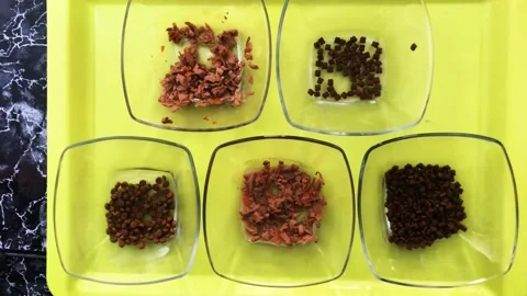 Cat food Stock Footage 171120072