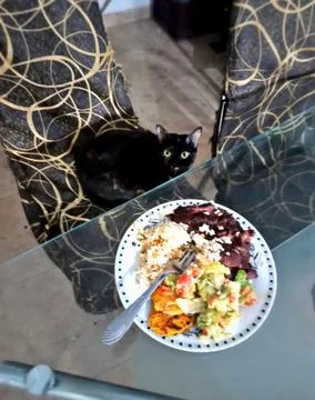 Cat Food Stock-Fotos