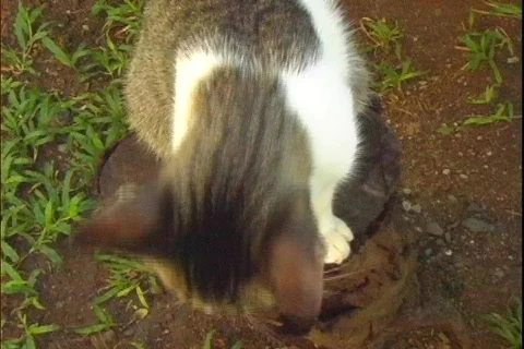 Cat Stock Footage 312519