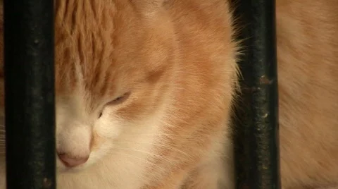 Cat Stock Footage 331569