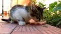 Cat HD Footage