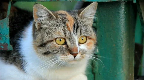 Cat Stock Footage