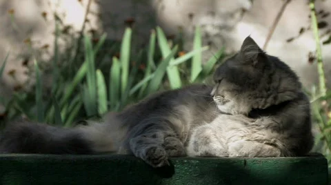 The cat Stock Footage 844601