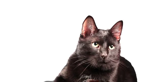 Cat Stock Footage 889625