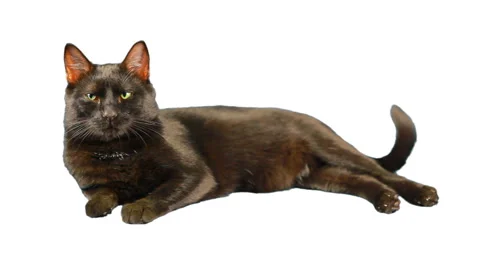 Cat 스톡 동영상 890826