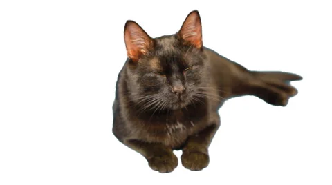 Cat Stock Footage 890921