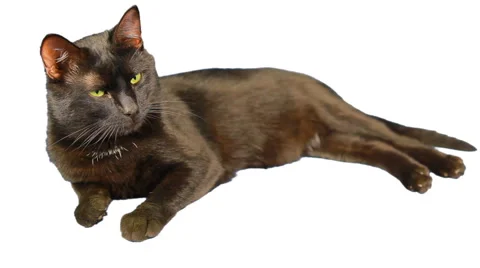 Cat 스톡 동영상 890977