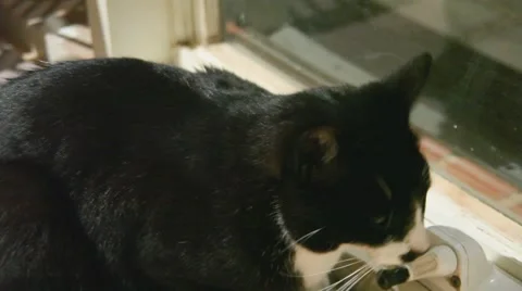 Cat Stockbeeldmateriaal 905906