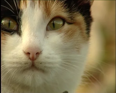 Cat Video stock 1012675