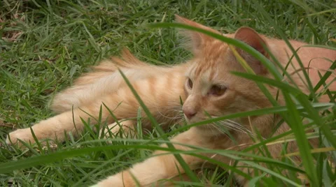 Cat 스톡 동영상 1591794