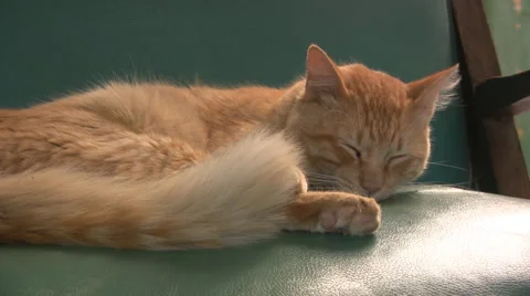 Cat 스톡 동영상 2254473