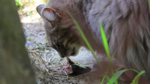 Cat Stock Footage 5053579