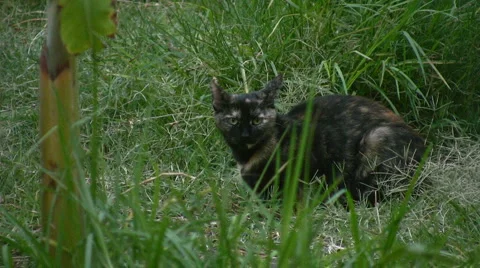 Cat Stock-Footage 5164860