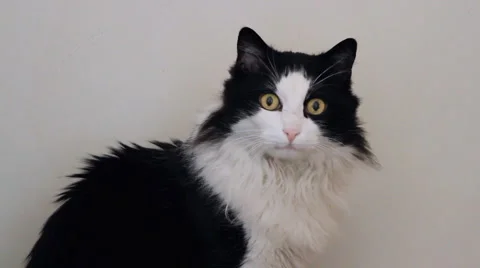 Cat Stock Footage 5700337