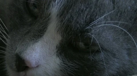 Cat Stock-Footage 7750335