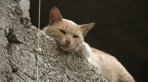 Cat Video stock 7768832