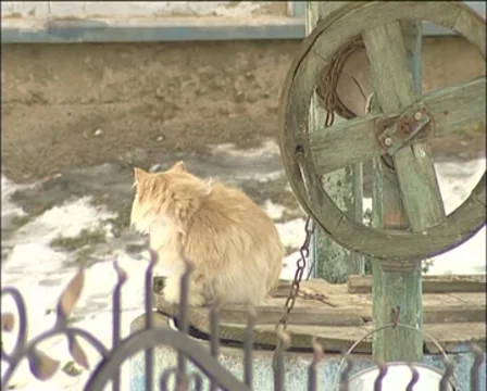 CAT Stock Footage 8688102