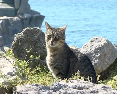 CAT Stock Footage 8688105