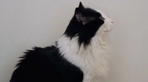 Cat Stock Footage 8760308