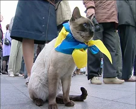 Cat Stock Footage 8848961