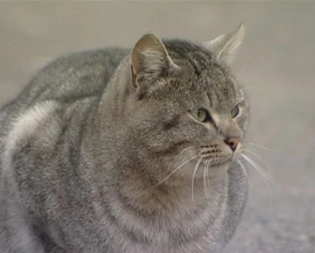 Cat Stock Footage 8970790