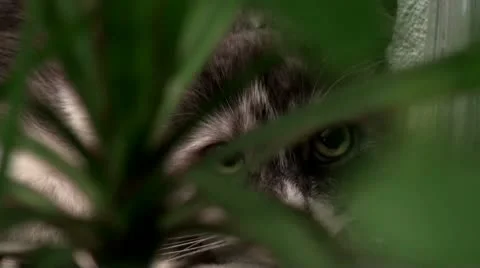 Cat Stock Footage 10587675