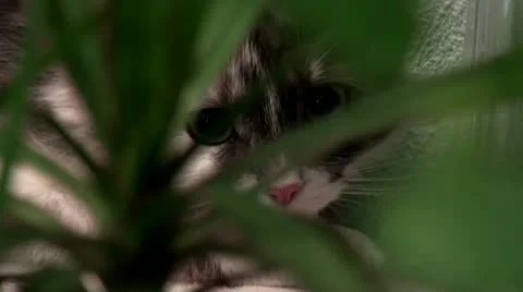 Cat Stock Footage 10587722