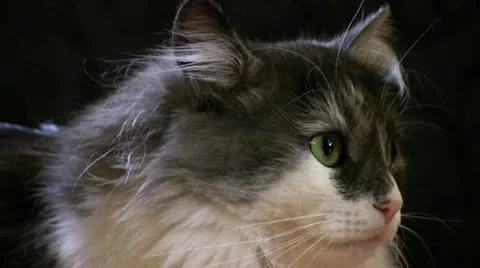 Cat Stock Footage 10862475