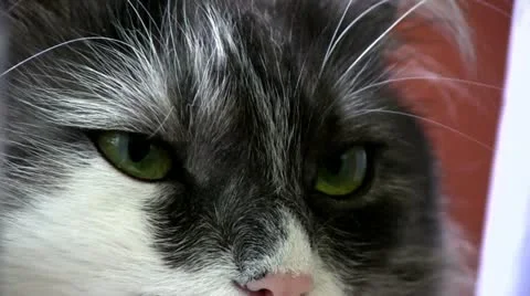 Cat Stock Footage 10862495