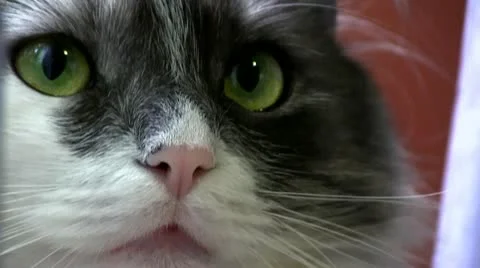 Cat Stock Footage 10862512