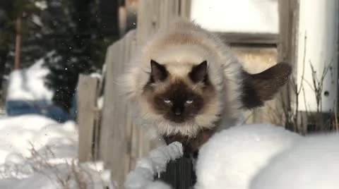 Cat Stock Footage 11024467