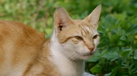 Cat Stock Footage 11059487